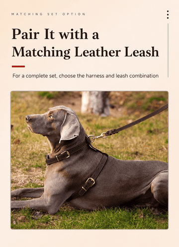 Ensemble de harnais pour chien en cuir pleine fleur Kurotani