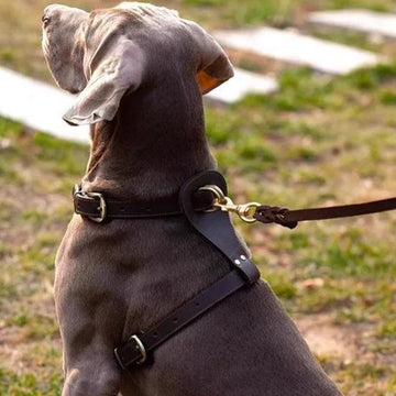 Ensemble de harnais pour chien en cuir pleine fleur Kurotani